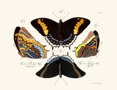 Mariposas de German School