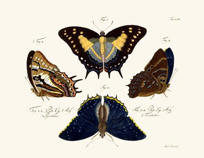 Mariposas de German School