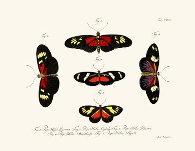 Mariposas de German School