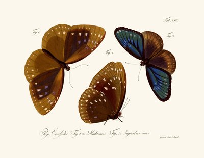 Mariposas de German School