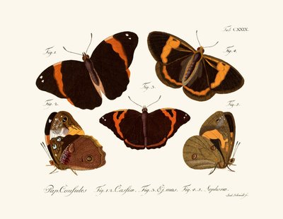 Mariposas de German School