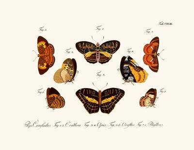 Mariposas de German School