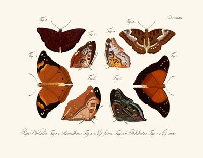 Mariposas de German School