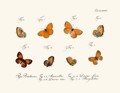 Mariposas de German School