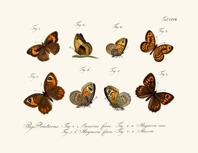 Mariposas de German School