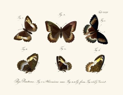 Mariposas de German School