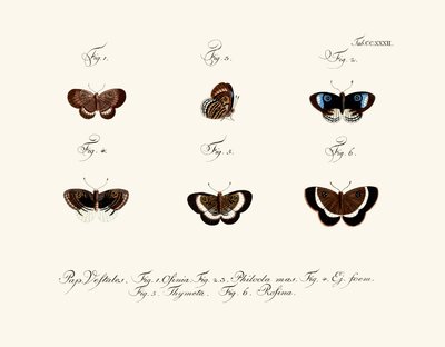 Mariposas de German School