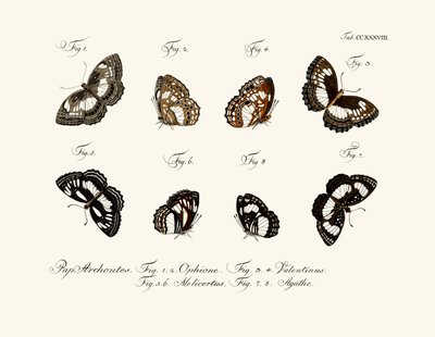 Mariposas de German School