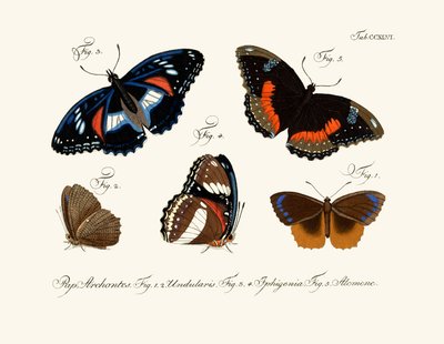 Mariposas de German School