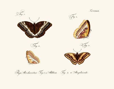 Mariposas de German School