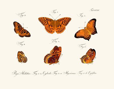 Mariposas de German School