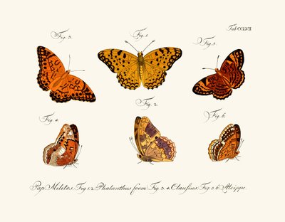 Mariposas de German School