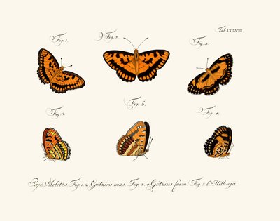Mariposas de German School