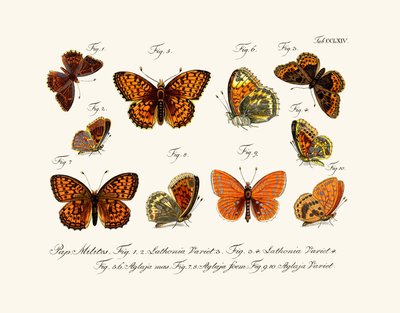 Mariposas de German School