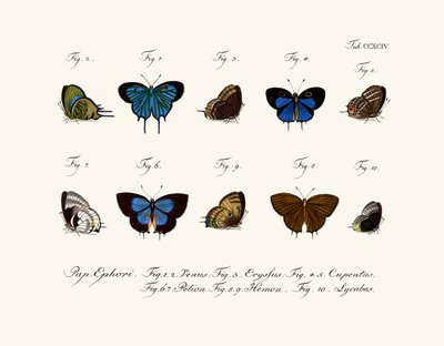 Mariposas de German School