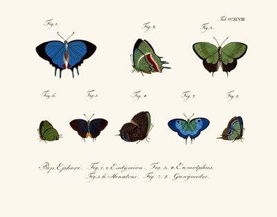 Mariposas de German School