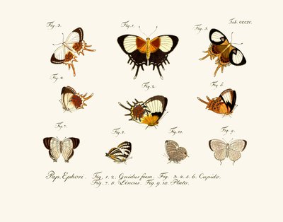 Mariposas de German School