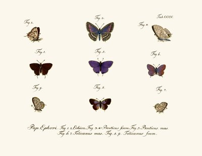 Mariposas de German School