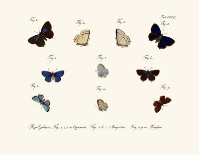 Mariposas de German School
