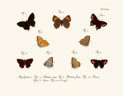Mariposas de German School