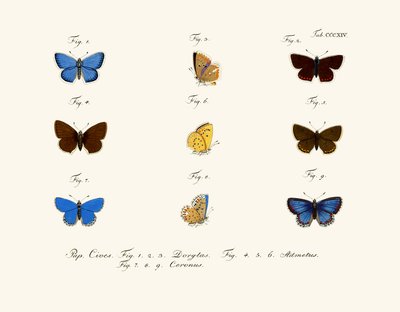 Mariposas de German School