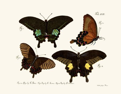 Mariposas de German School