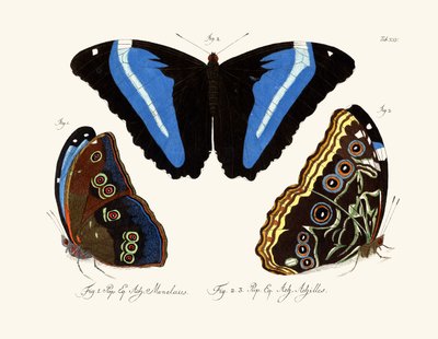 Mariposas de German School