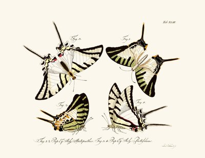 Mariposas de German School