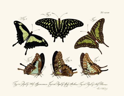 Mariposas de German School