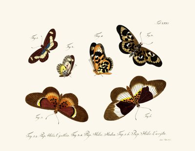 Mariposas de German School