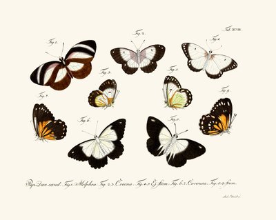 Mariposas de German School