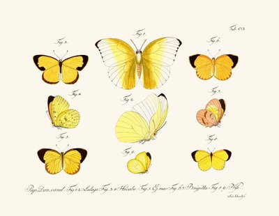 Mariposas de German School