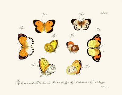 Mariposas de German School