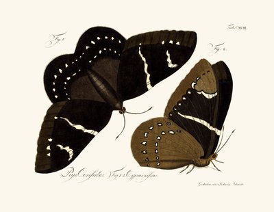 Mariposas de German School