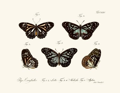 Mariposas de German School