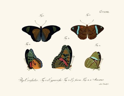 Mariposas de German School