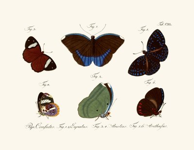 Mariposas de German School