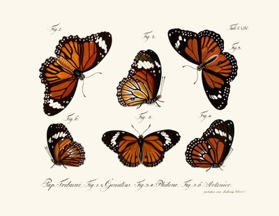 Mariposas de German School