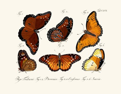 Mariposas de German School