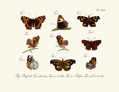 Mariposas de German School