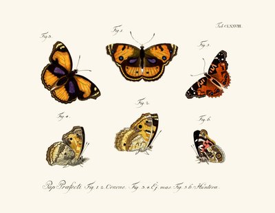 Mariposas de German School