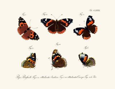 Mariposas de German School