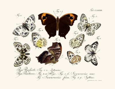 Mariposas de German School