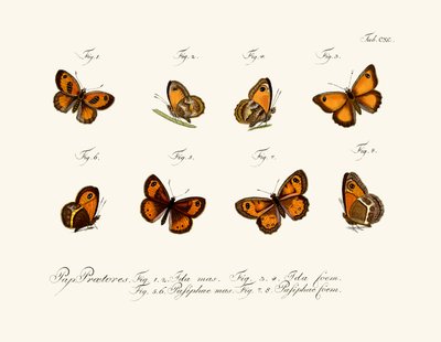 Mariposas de German School