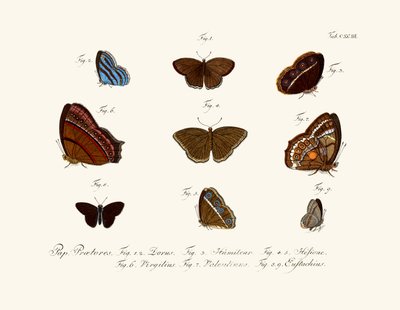 Mariposas de German School