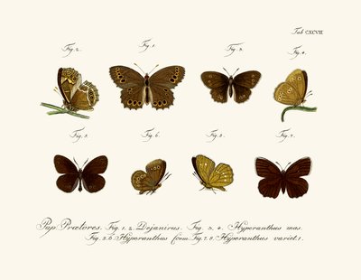 Mariposas de German School