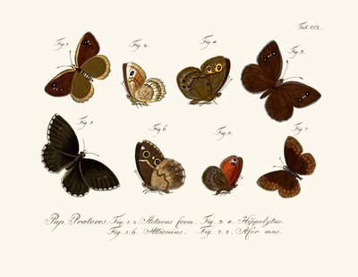 Mariposas de German School