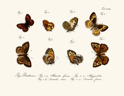 Mariposas de German School