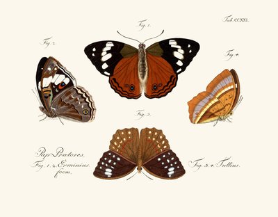 Mariposas de German School