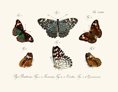 Mariposas de German School